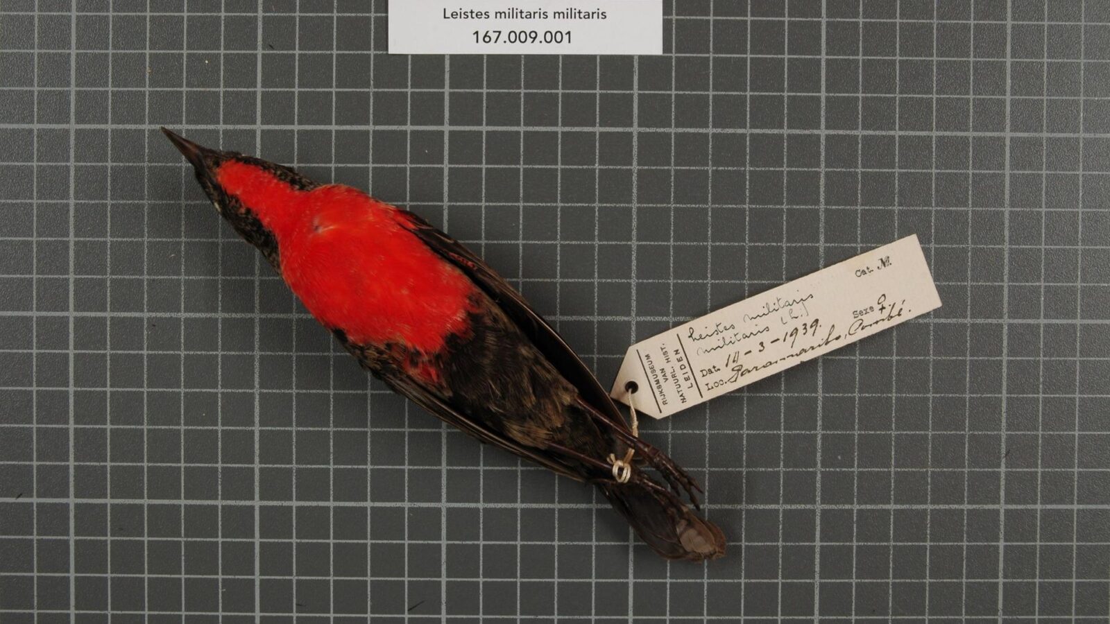 Red-breasted Meadowlark