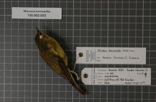 Golden-bellied Flyrobin