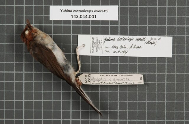 Chestnut-crested Yuhina