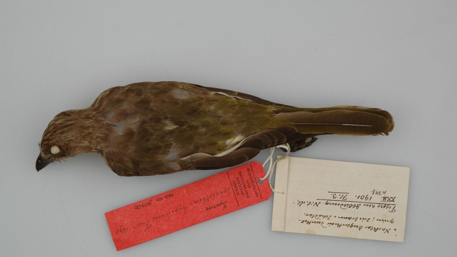 Wetar Figbird