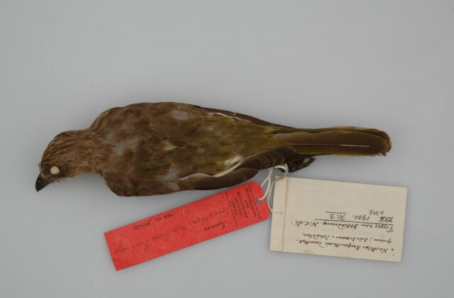 Wetar Figbird