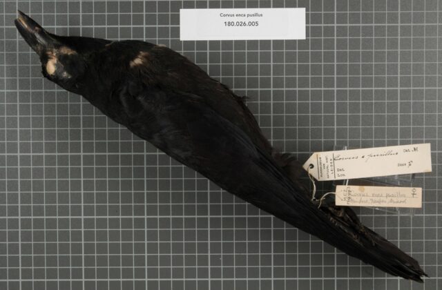 Palawan Crow