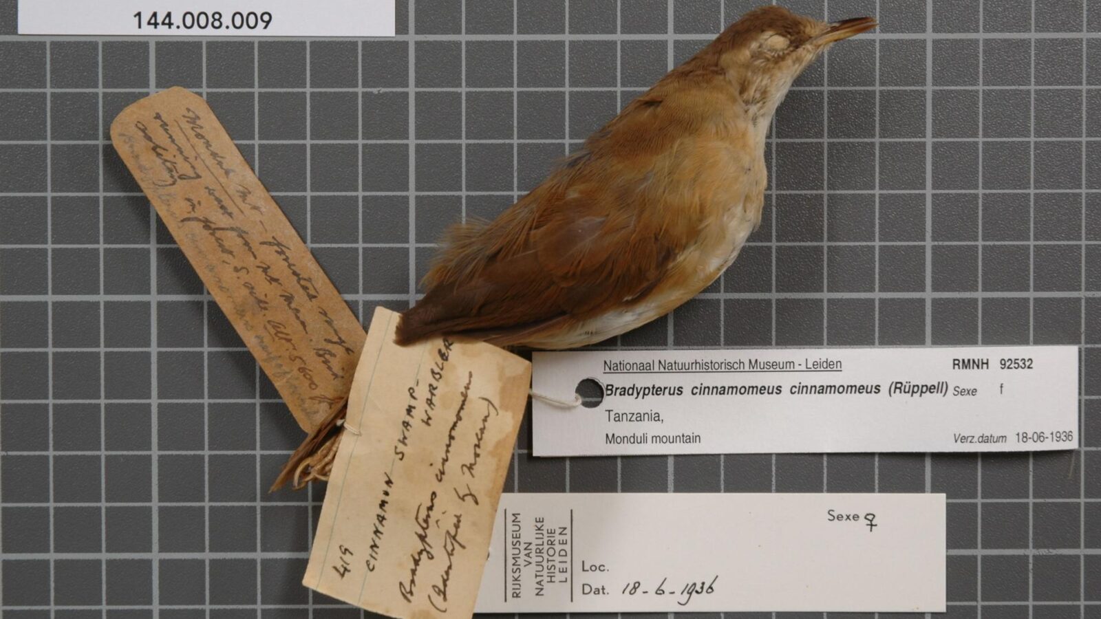 Cinnamon Bracken Warbler
