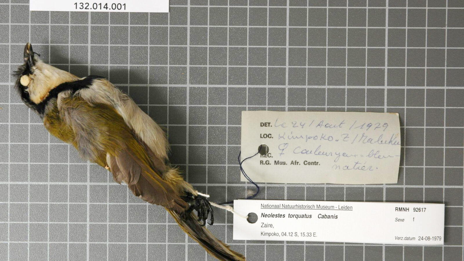 Black-collared Bulbul