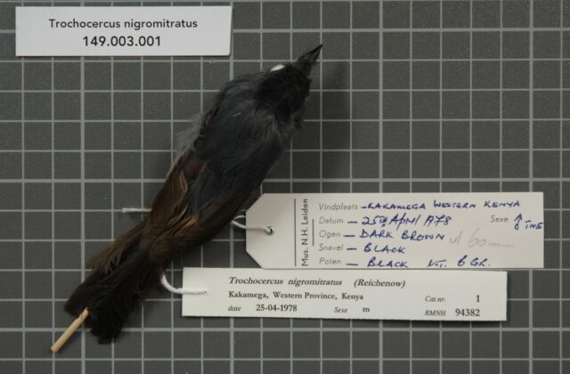 Dusky Crested Flycatcher
