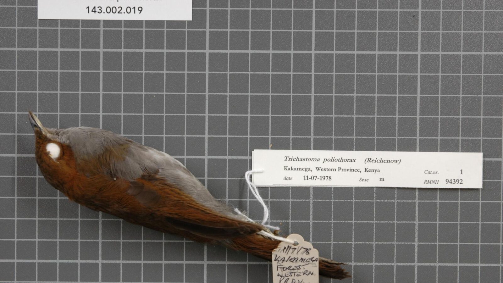 Grey-chested Babbler