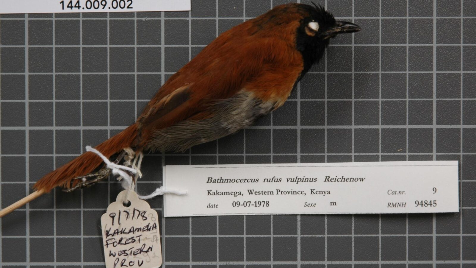 Black-faced Rufous Warbler
