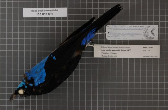 Palawan Fairy-bluebird