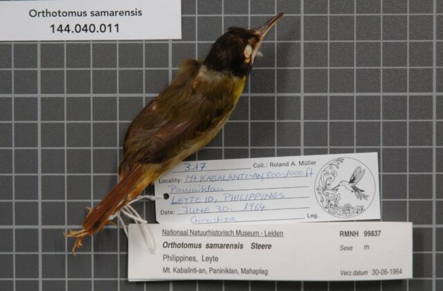 Yellow-breasted Tailorbird