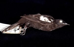 Black-and-white Bulbul