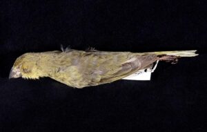 Wilkins’s Finch