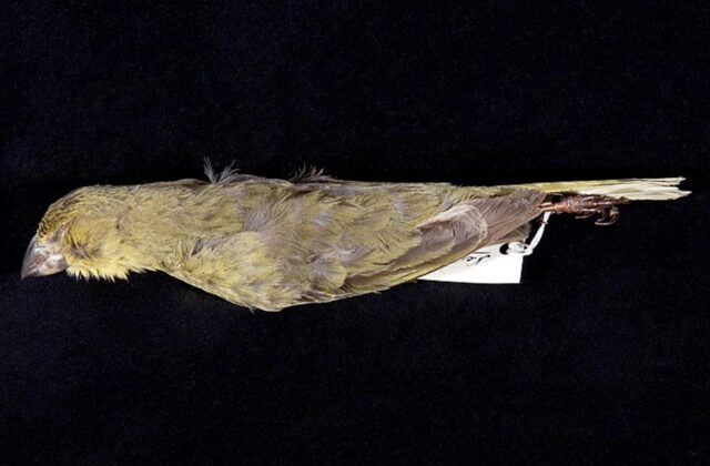 Wilkins’s Finch