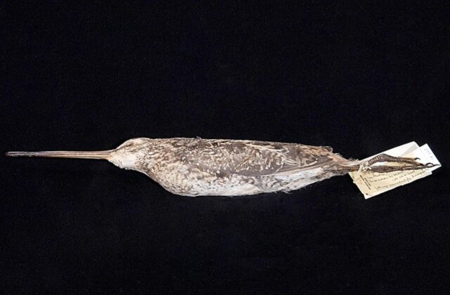 Madagascar Snipe
