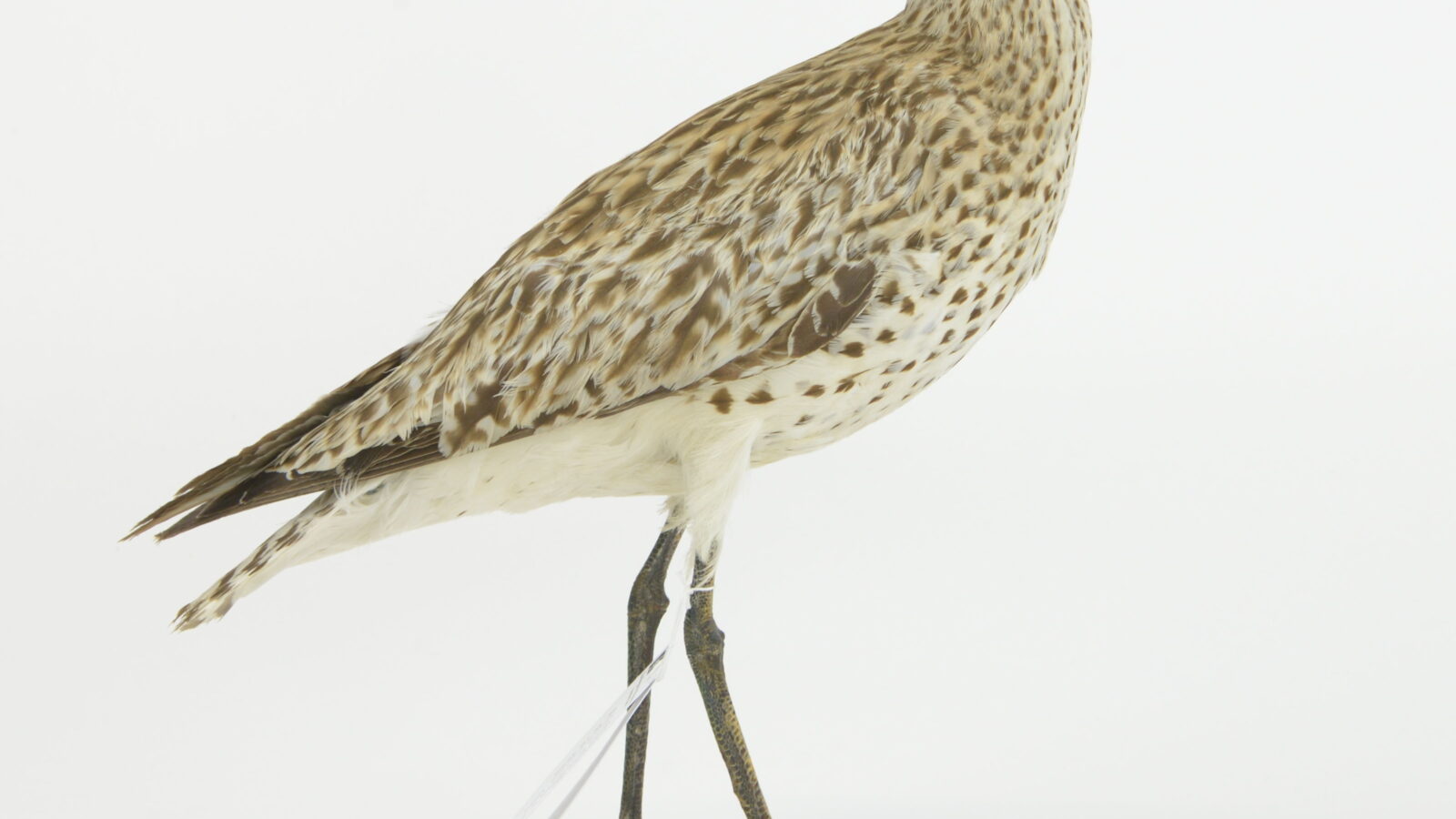 Slender-billed Curlew