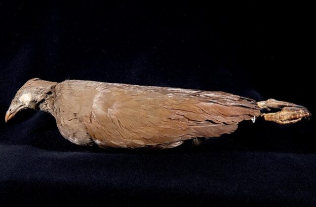 Sula Megapode