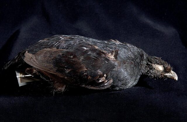 Black Partridge