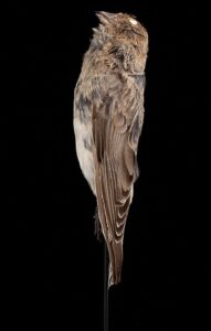 Sillem’s Rosefinch
