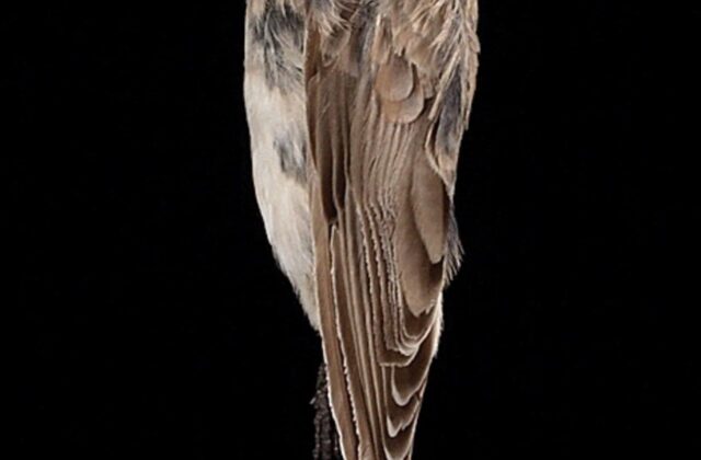 Sillem’s Rosefinch