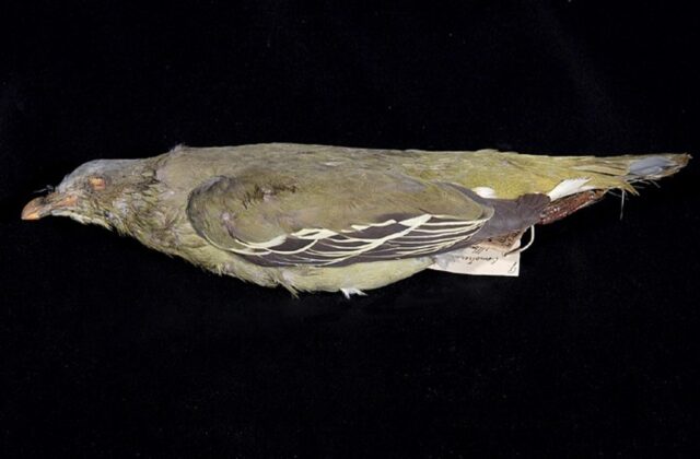 Flores Green Pigeon