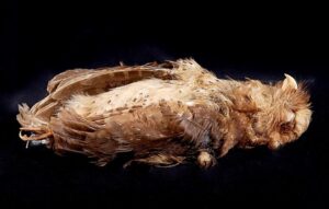 Reddish Scops Owl