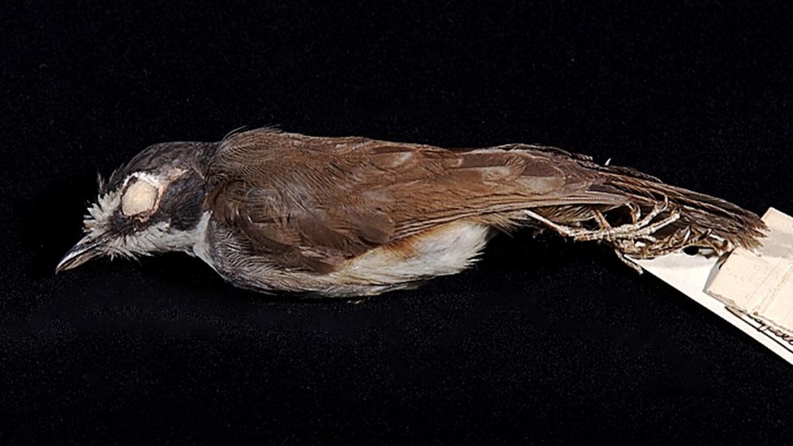 Grey-breasted Babbler