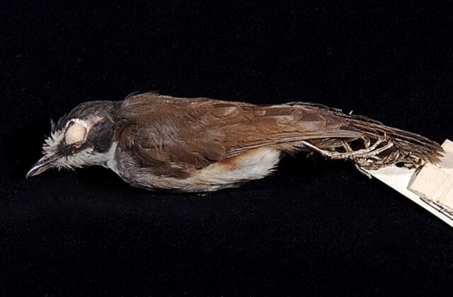 Grey-breasted Babbler