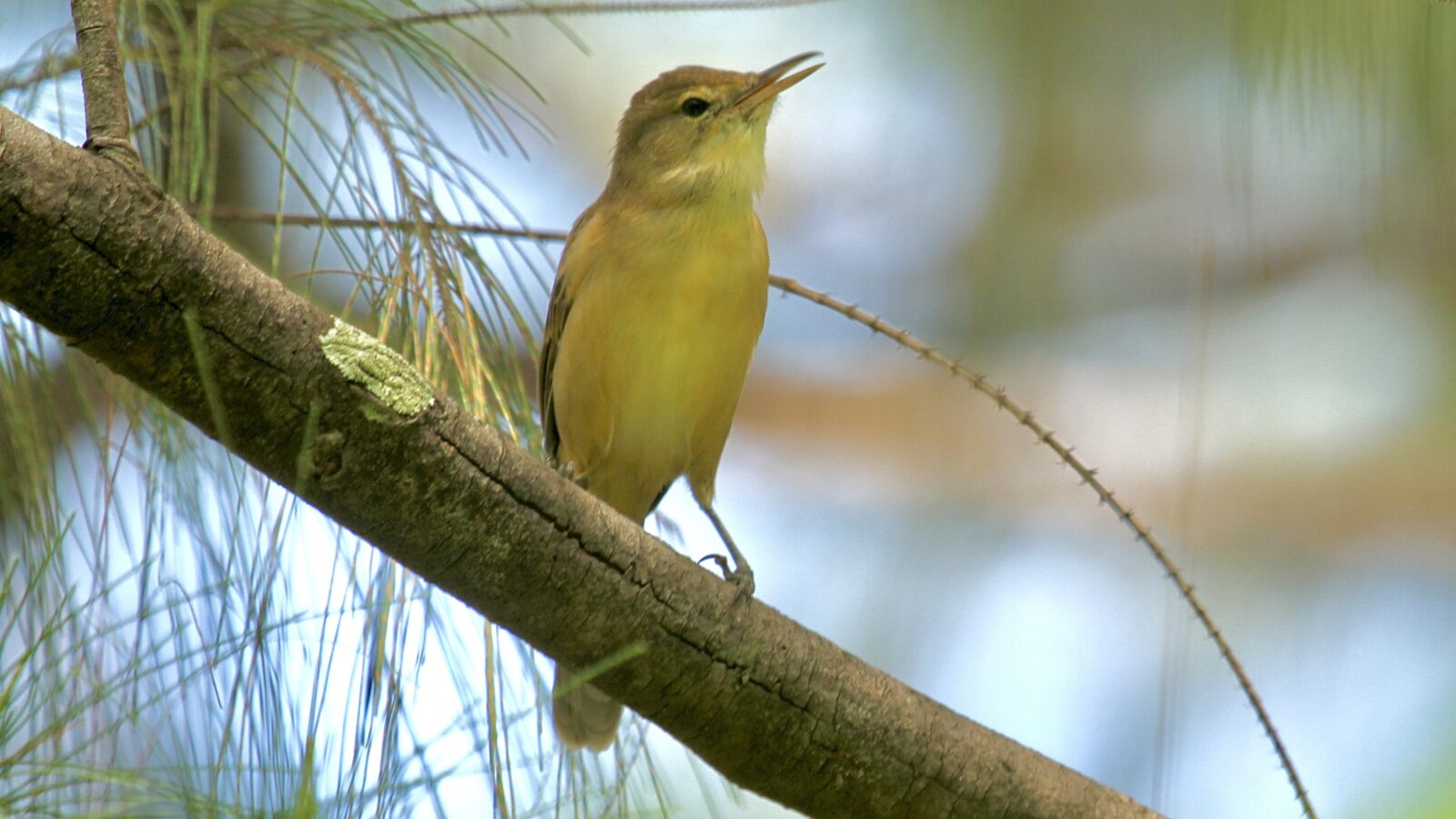 Nauru Reed Warbler
