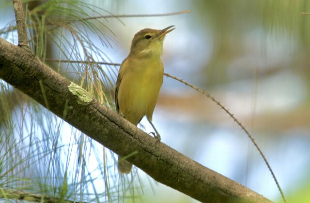 Nauru Reed Warbler