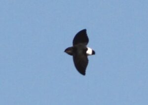 Böhm’s Spinetail