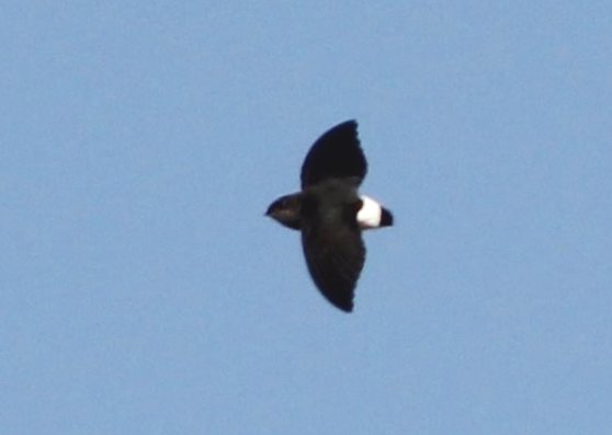 Böhm’s Spinetail