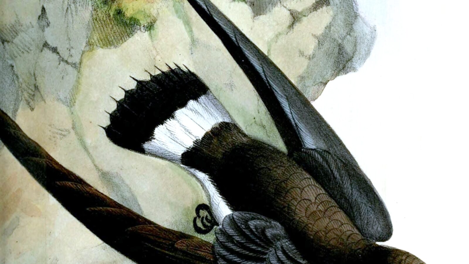 Cassin’s Spinetail