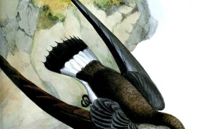Cassin’s Spinetail