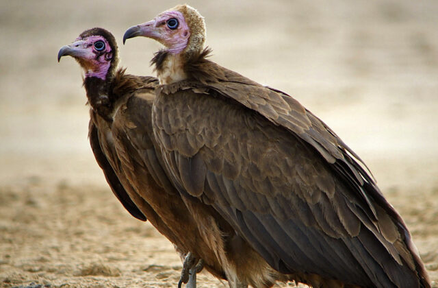 Hooded Vulture