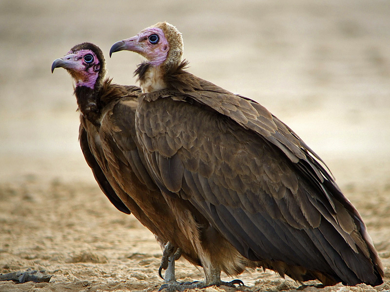 Hooded Vulture