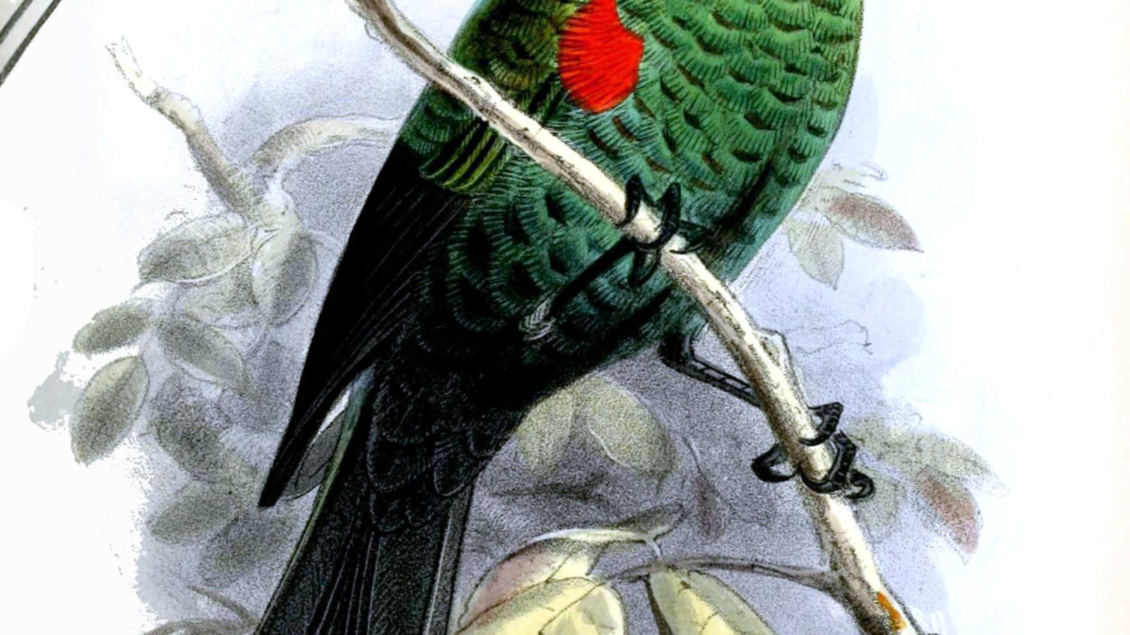 Scarlet-tufted Sunbird