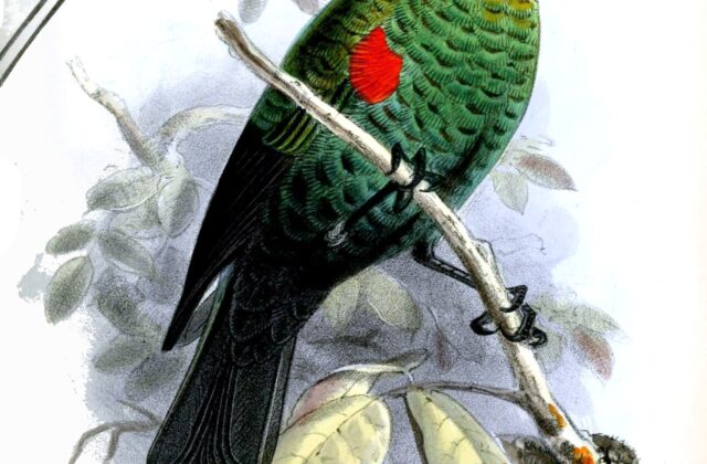 Scarlet-tufted Sunbird