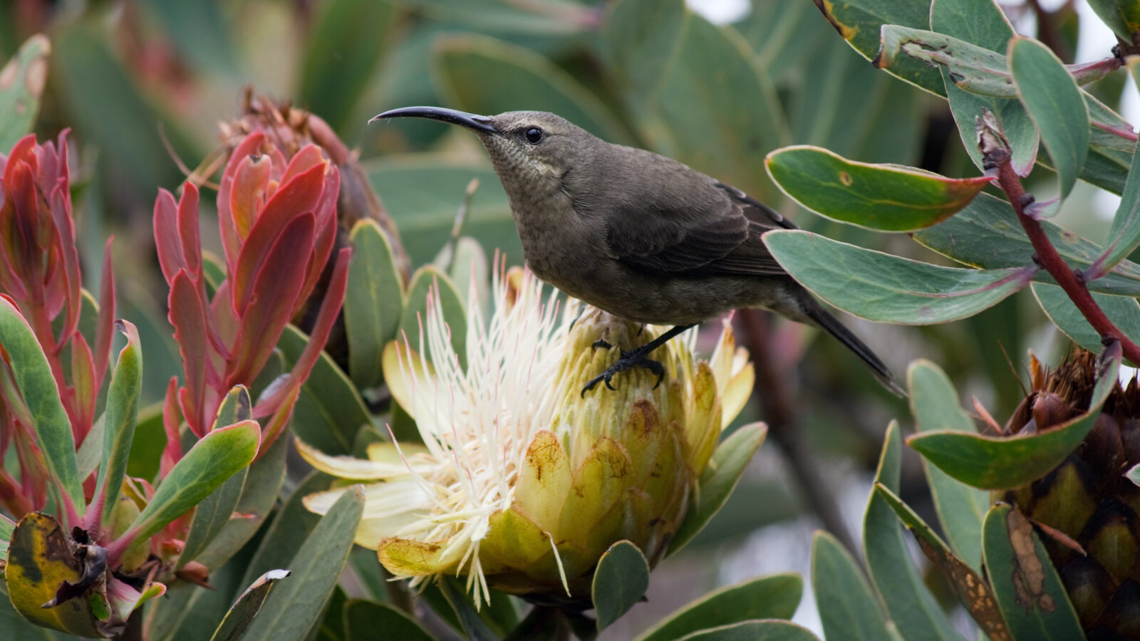 Malachite Sunbird