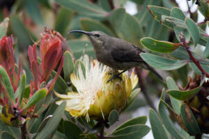 Malachite Sunbird