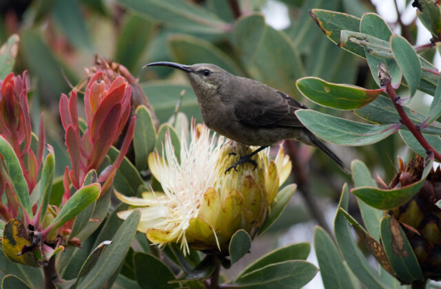 Malachite Sunbird