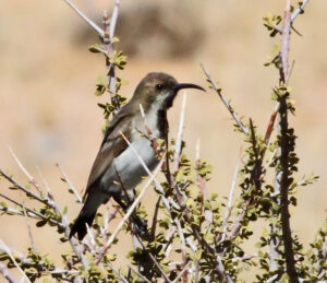 Dusky Sunbird