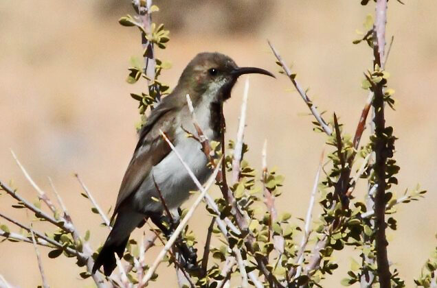 Dusky Sunbird