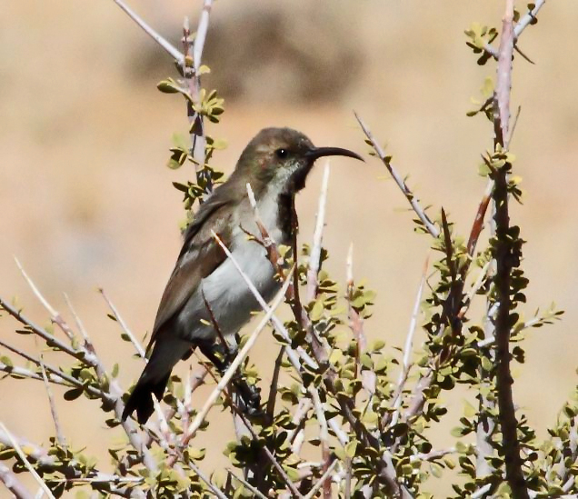 Dusky Sunbird