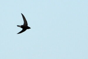 Brown-backed Needletail