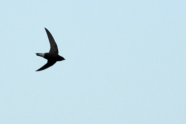 Brown-backed Needletail