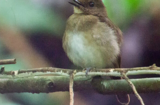 White-throated Jungle Flycatcher