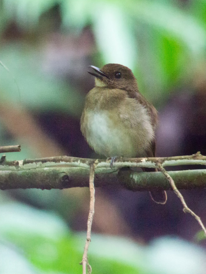 White-throated Jungle Flycatcher