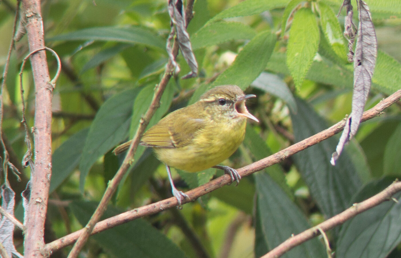 Negros Leaf Warbler