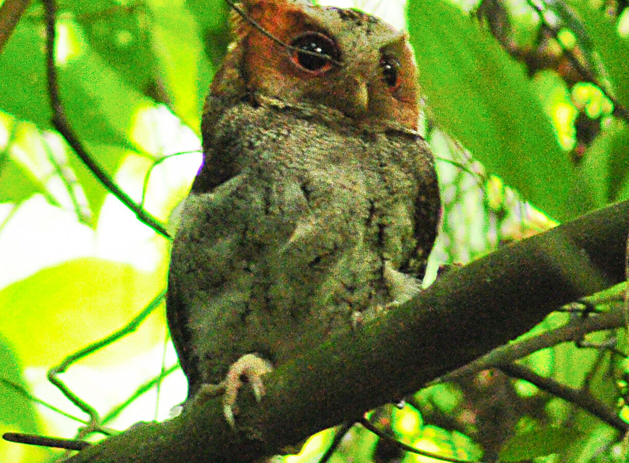 Negros Scops Owl