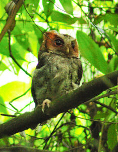 Negros Scops Owl