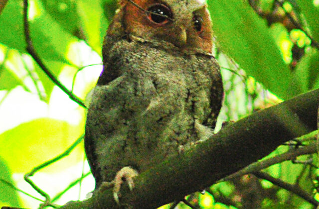 Negros Scops Owl